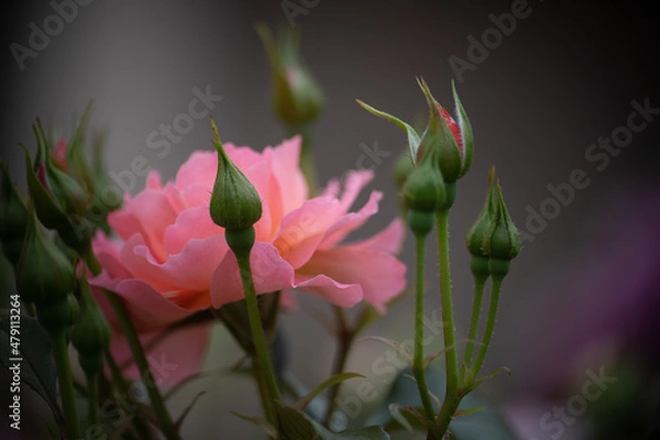 Obraz 大輪のバラ