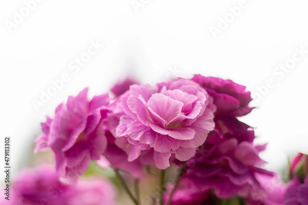 Obraz 上向きに咲く薔薇