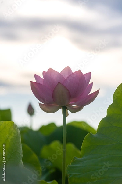 Obraz 朝日に照らされて