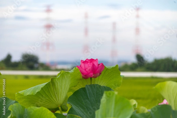 Obraz 電線と蓮の花