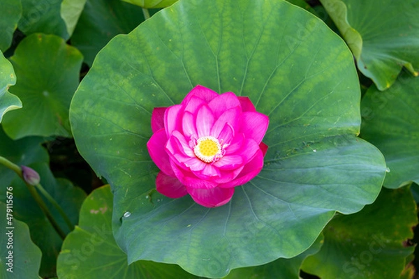 Obraz 葉にのる花