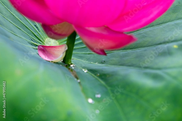 Obraz 花びらひとひら