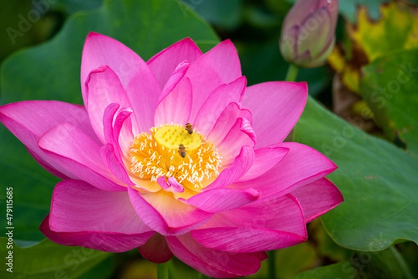 Obraz 蓮の花の蜜