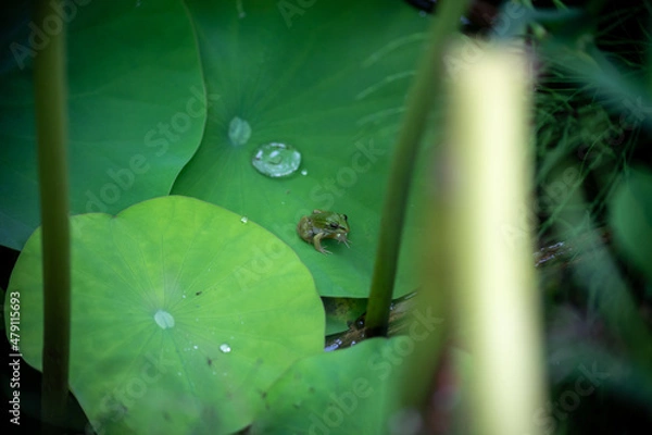 Obraz 蓮の葉とカエル