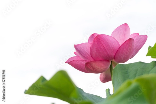 Obraz 天を仰ぐ蓮の花