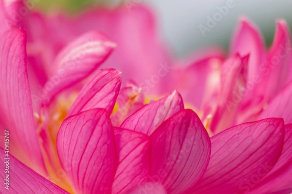 Obraz 蓮の花びら