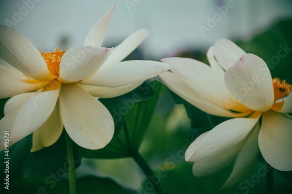 Obraz 2つの蓮の花