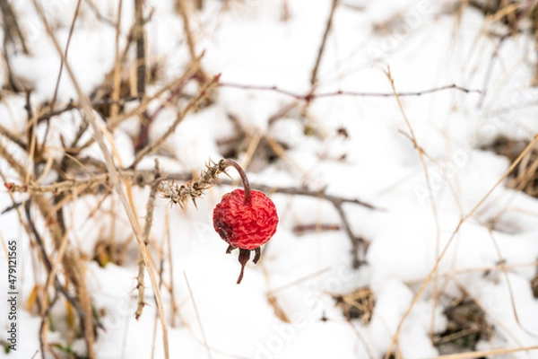 Fototapeta 冬で萎れたハマナスの実