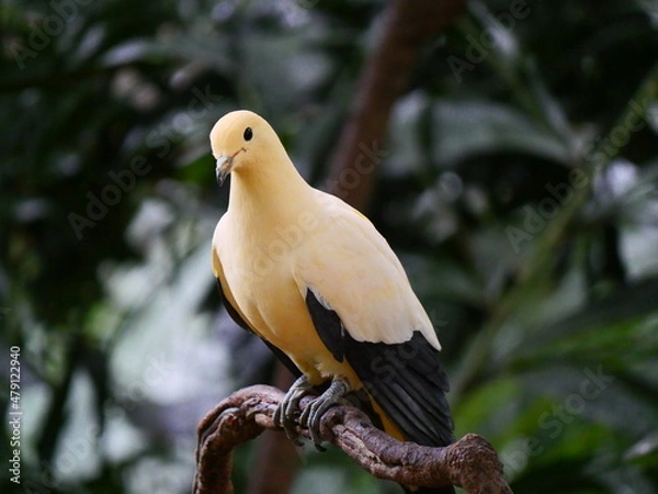 Fototapeta colorful and beautiful bird in the park