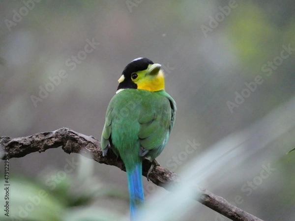 Fototapeta colorful and beautiful bird in the park