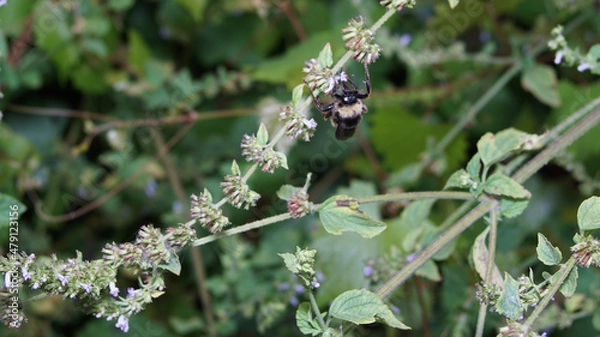 Fototapeta Busy Bee