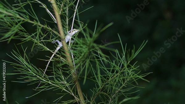 Fototapeta Sneaky Lizard