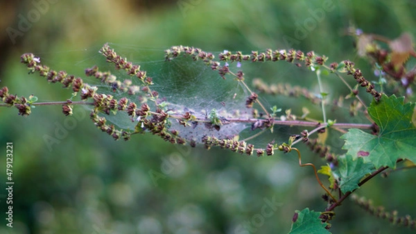 Fototapeta Wind Spinner