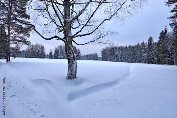 Obraz Winter weather in the forest.