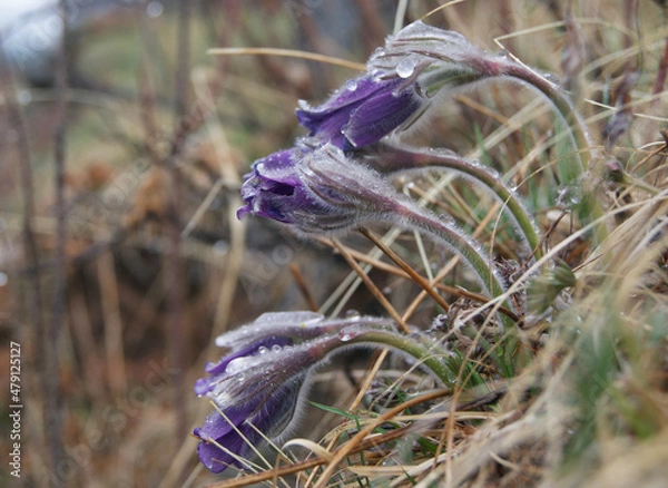 Obraz Fluffy buds of spring violet snowdrops
