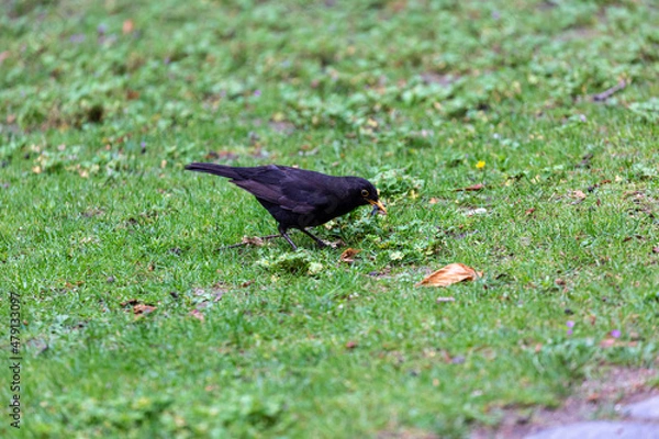 Obraz Blackbird walking in a garden