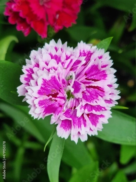 Obraz Pink Dianthus