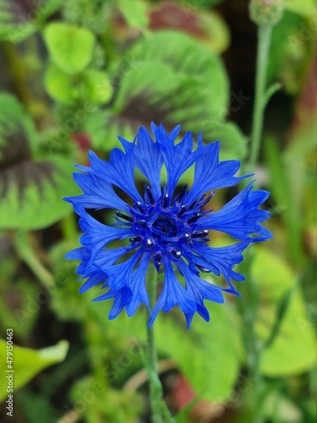 Obraz Blue cornflower