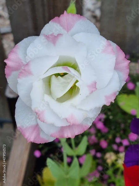 Fototapeta Pink Tips