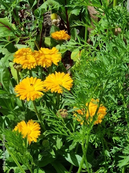 Obraz Calendula