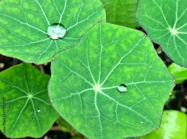 Fototapeta leaf background