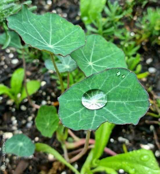 Obraz water drops on a leaf