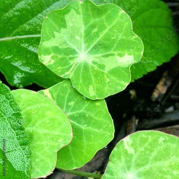 Obraz Varigated Nasturtuim