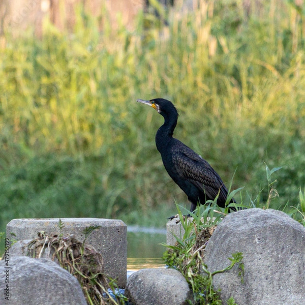 Obraz 日本の川で遊ぶ川鵜