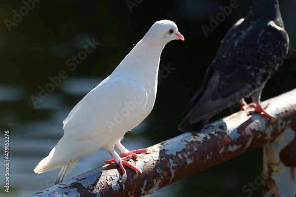 Obraz 日本の幸せな白い鳩