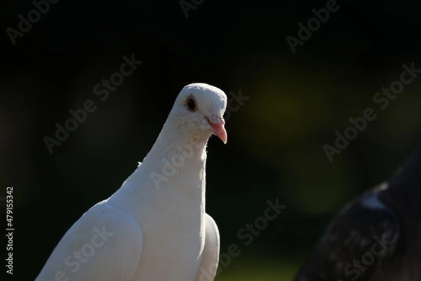 Obraz 日本の幸せな白い鳩