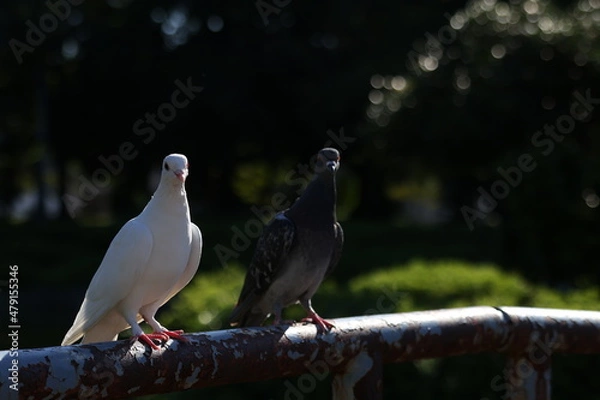 Obraz 日本の幸せな白い鳩