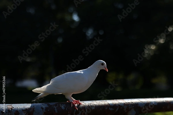 Obraz 日本の幸せな白い鳩