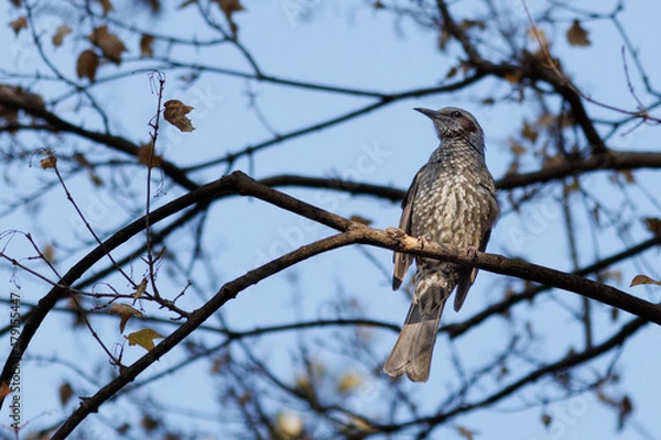 Obraz 日本の木の上に止まるヒヨドリ
