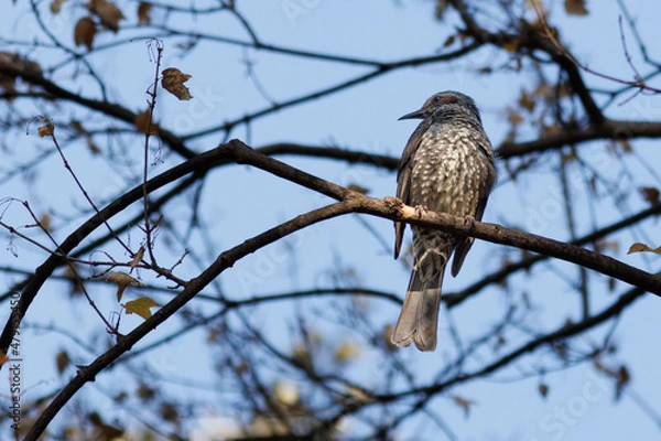 Obraz 日本の木の上に止まるヒヨドリ