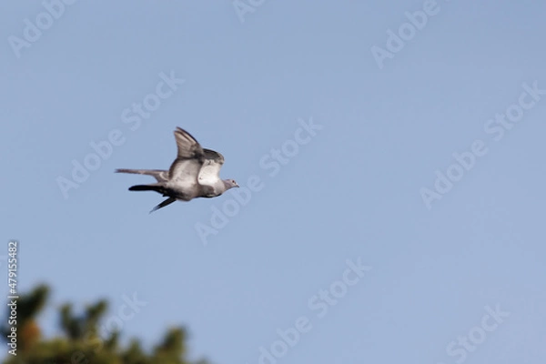 Obraz 日本の空を飛んでいる鳩
