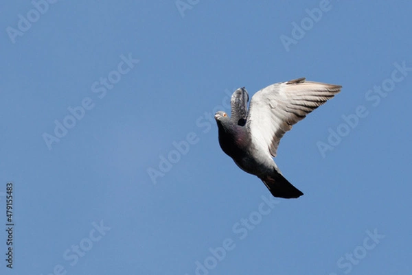 Obraz 日本の空を飛んでいる鳩