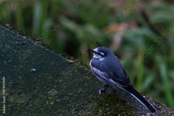 Obraz 日本の森で遊ぶセキレイ