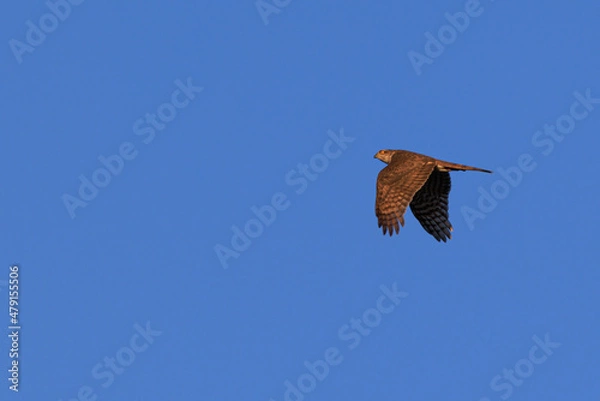 Obraz 日本の空を飛ぶ猛禽類