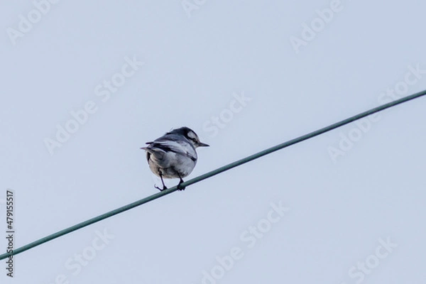 Obraz 日本の森で遊ぶセキレイ