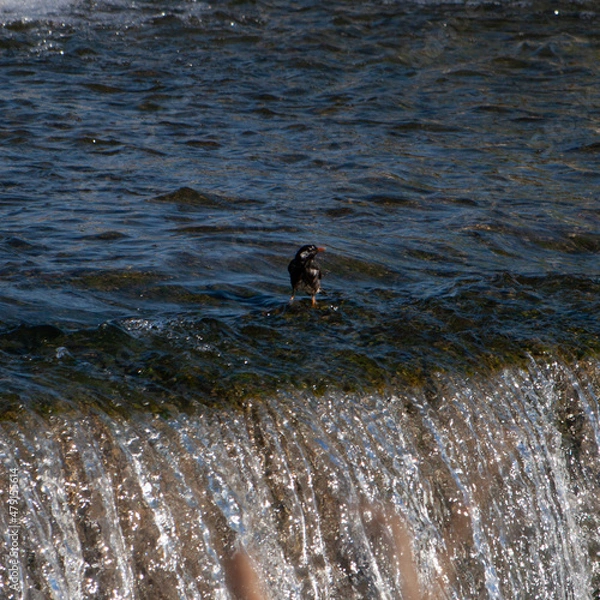 Obraz 日本の川で遊ぶ川鵜