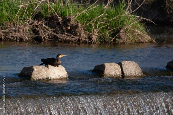 Obraz 日本の川で遊ぶ川鵜