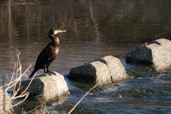 Obraz 日本の川で遊ぶ川鵜