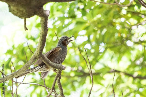 Obraz 日本の木の上に止まるヒヨドリ