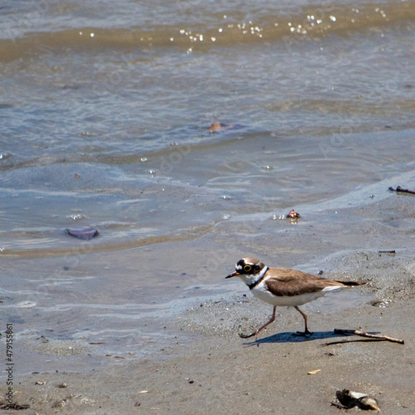 Obraz 日本の浜辺で遊ぶメリケンキアシシギ
