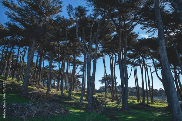 Obraz trees in the park