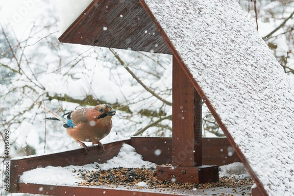 Obraz Ptaki zimą znajdują pożywienie w karmniku, ziarna słonecznika, prosa, zbóż. Sójka właśnie trzyma w dziobie jedno z nich.
