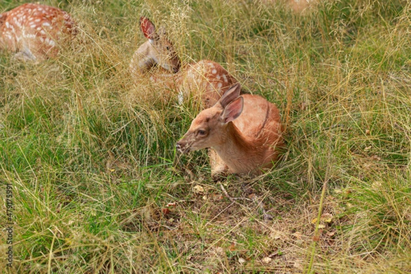 Fototapeta Two sika deer lie in the grass in summer near the forest