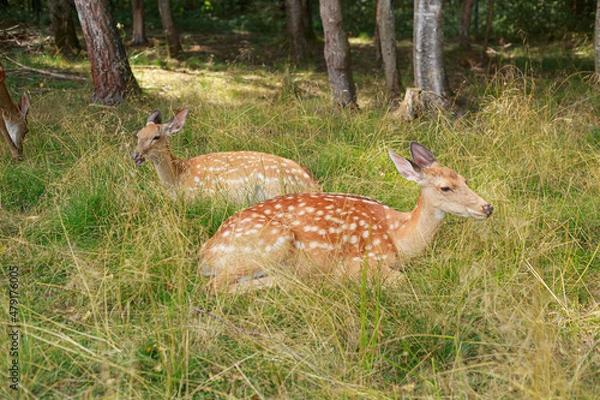 Fototapeta Two sika deer lie in the grass in summer near the forest