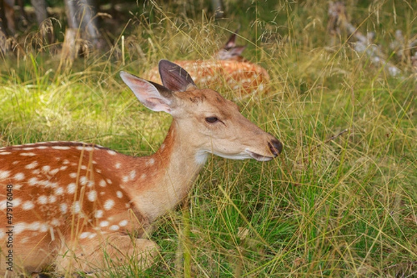 Fototapeta Dappled deer in the tall grass. Wild animal resting in nature in summer