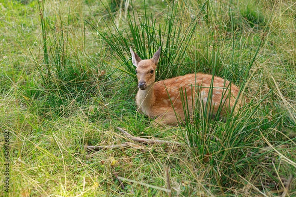 Fototapeta Dappled deer in the tall grass. Wild animal resting in nature in summer